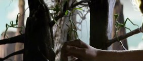 Animales fantásticos y dónde encontrarlos Tráiler (2) VO