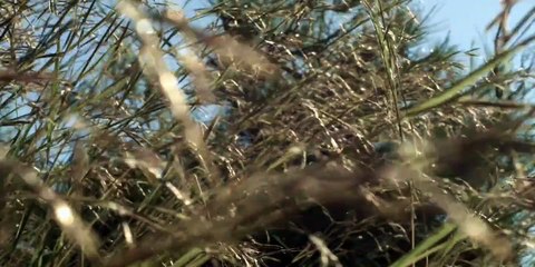 Hunger Diaries Tráiler VO