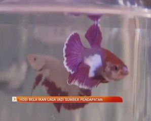Hobi bela ikan laga jadi sumber pendapatan