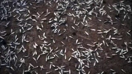 The Trap Clipe Original