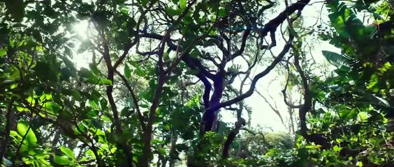 Diré tu nombre Clip VO