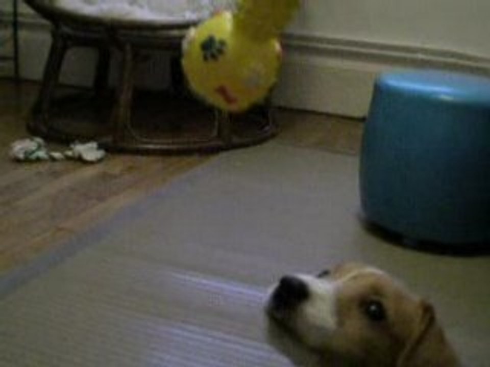 La mise à mort du pouet pouet (jack russel)