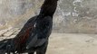 Beautiful Rooster  Video By Kingdom Of Awais