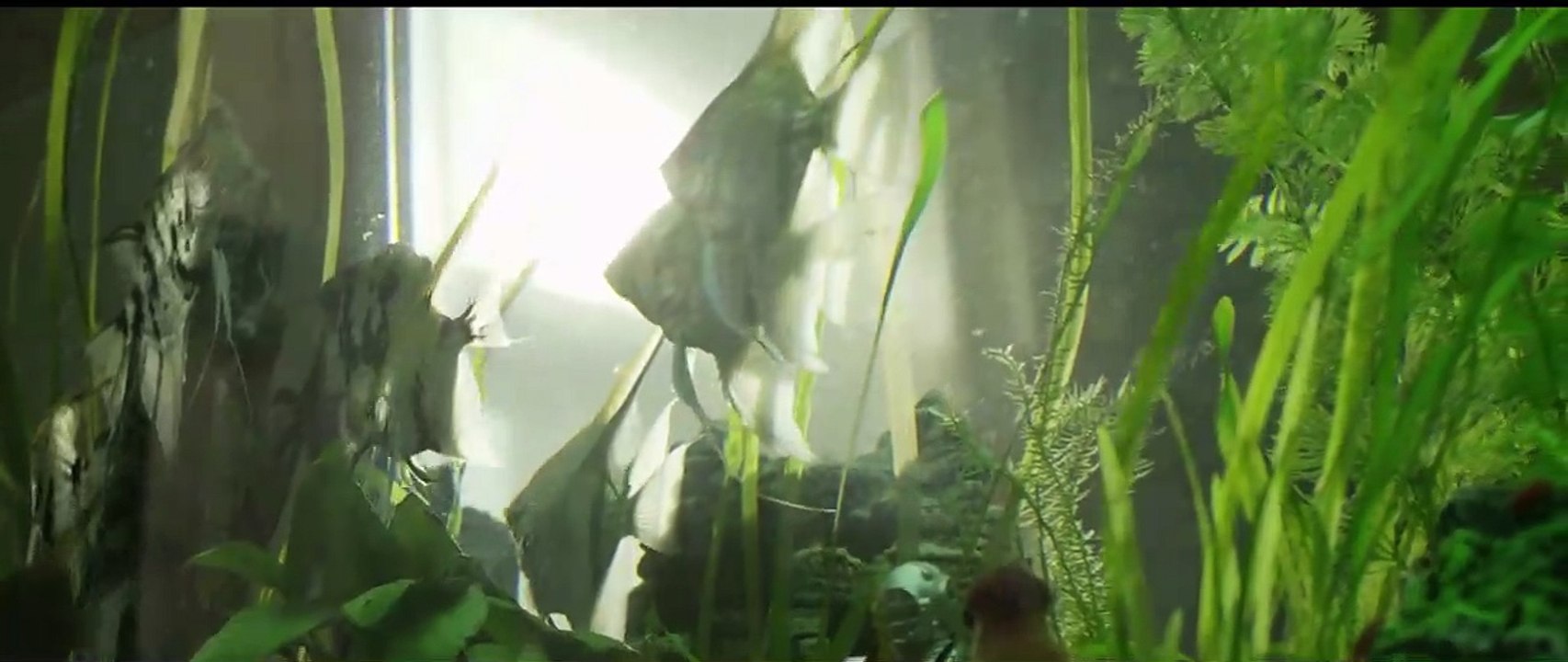 A Heavy Heart Trailer Original