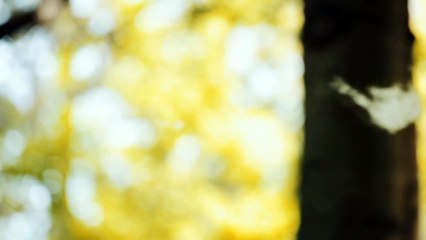 Os Olhos da América Trailer Original