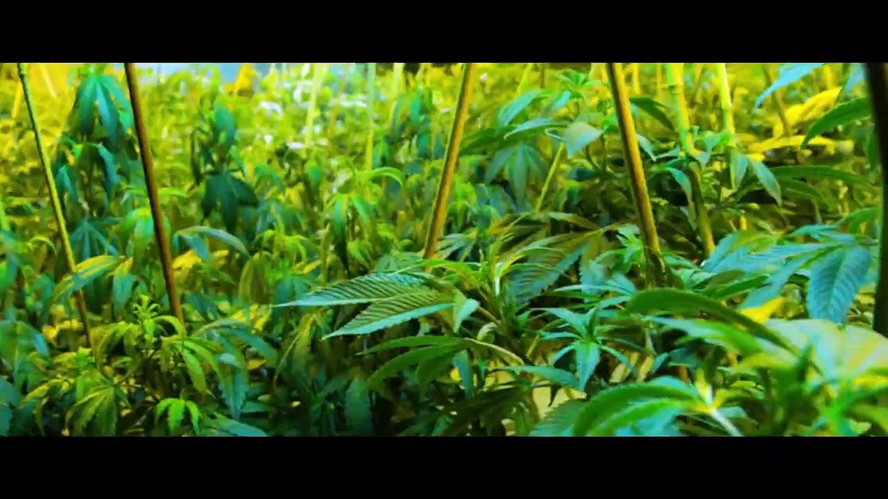 Big Daddy – Make America Stoned Again Trailer (2) OV