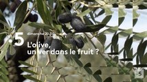 L'olive, le ver est dans le fruit (france 5) bande-annonce