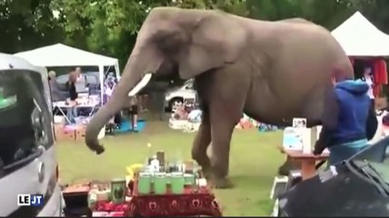 Le zapping du 19/08 : Une éléphante échappée d’un cirque se balade dans une brocante !