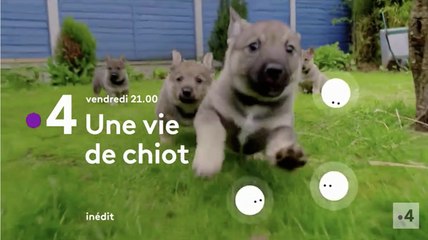 Une vie de chiot saison 3 (france 4) premiers pas
