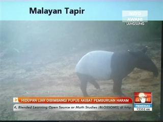 Hidupan liar dibimbangi pupus akibat pemburuan haram