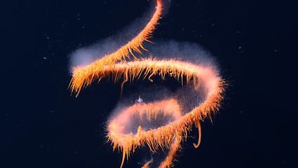 Studying a mysterious cousin to jellyfish