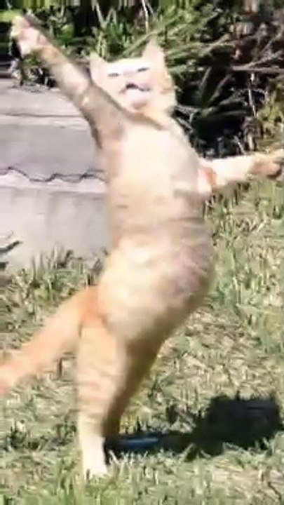 KOMPLIASI KUCING LUCU