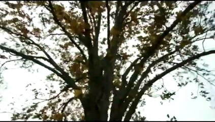 Look & See: A Portrait Of Wendell Berry Trailer Original