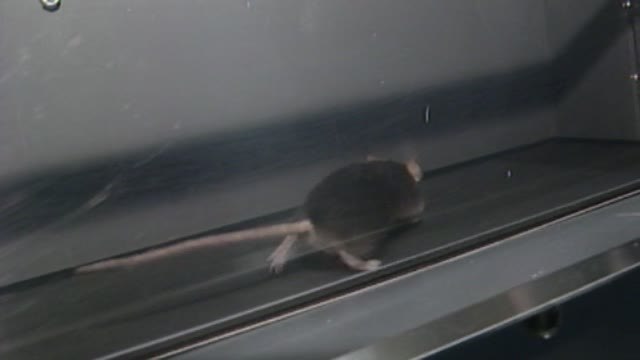 Consiguen retrasar el envejecimiento en ratones