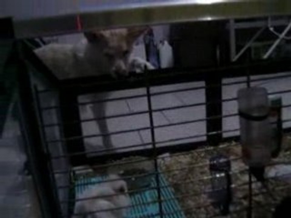 cochon d inde et chien