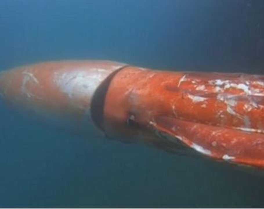 Giant squid spotted in Japanese harbour on Christmas Eve