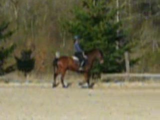 Reprise de dressage- Ecrin