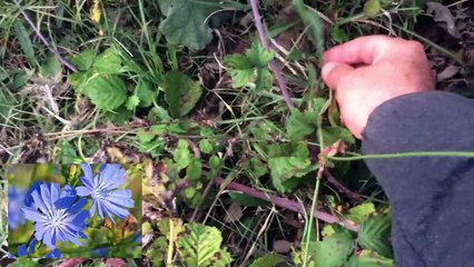 Beyaz Hindiba Otu Cicharium intybus Faydaları Kullanımı