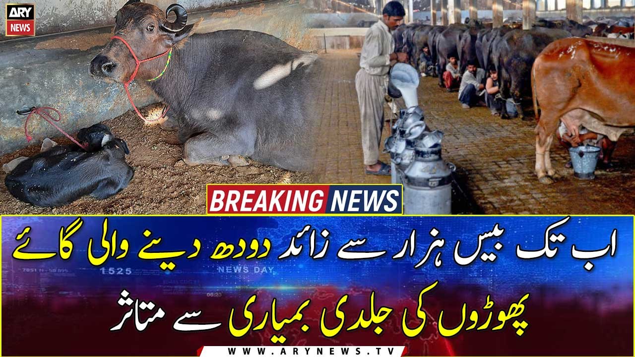 So far, more than 20,000 dairy cows have been affected by the skin disease