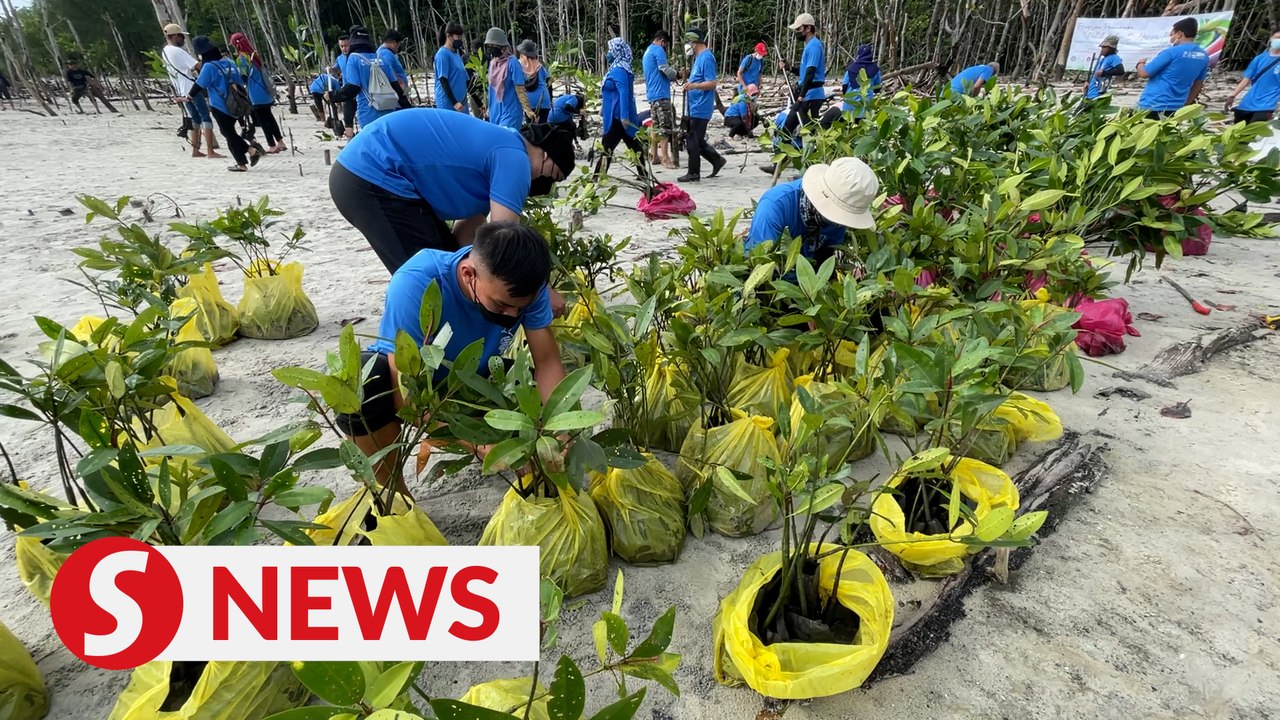 Tree planting programme in full swing