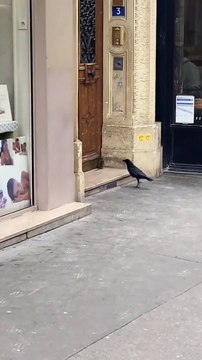 Un corbeau tente de piquer un rat à Paris