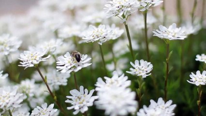 Tierras solares Teaser (2)