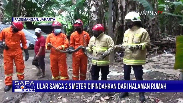 Petugas Damkar Berhasil Evakuasi Ular Sanca Kembang Sepanjang 2,5 Meter dari Halaman Rumah Warga