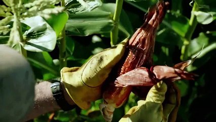 The Last Ship 4ª Temporada "Comic-Con 2017" Original