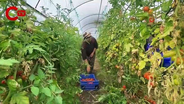 Dünya Emekçi Kadınlar Günü'nü serada domates toplayarak geçiriyorlar