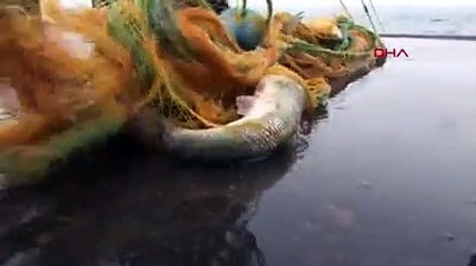 İnci kefalinden bu kez güzel haber; stokları arttı