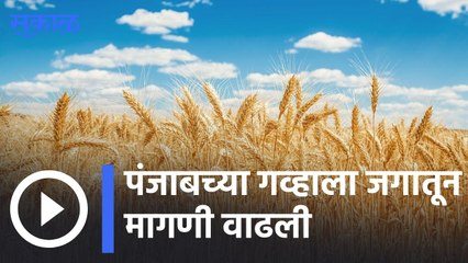 Demand for Punjab Wheat |  पंजाबच्या गव्हाला जगातून मागणी वाढली  | Sakal |