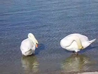 Les oiseaux du Lac Léman