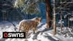 Endangered Amur tiger captured in stunning camera trap picture