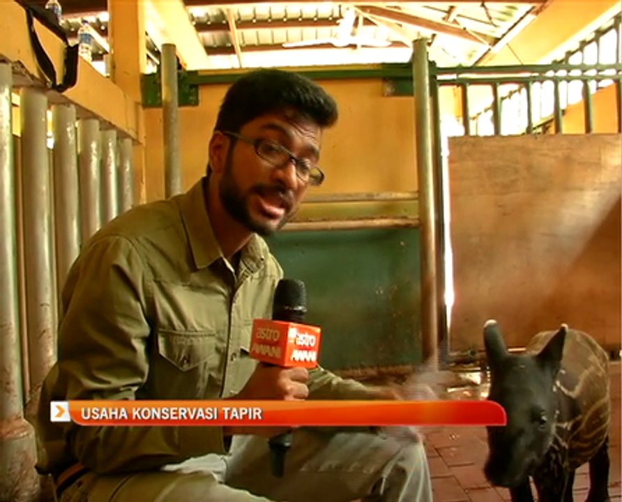 Usaha konservasi tapir