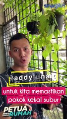 Petua pokok subur & tak ada serangga perosak