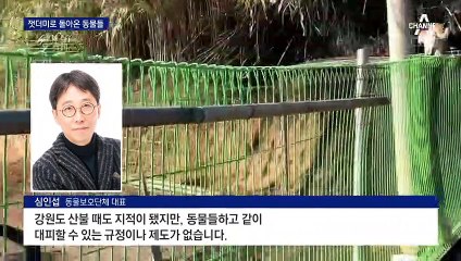 산불에 잿더미 된 집으로 돌아온 동물들 “너희가 희망”