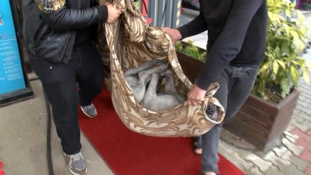 Son dakika haberleri... KARTAL'DA YANGINDA DUMANDAN ETKİLENEN KÖPEĞİNİN BAŞINDA DAKİKALARCA AĞLADI