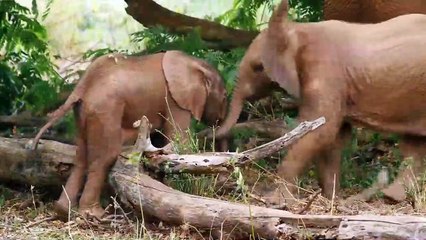 The Elephant Queen Tráiler VO