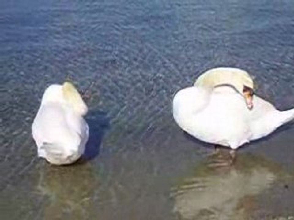 Les oiseaux du Lac Léman