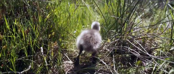 Volando juntos Tráiler