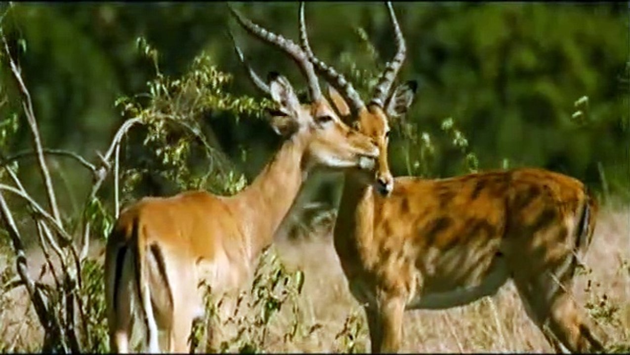 Animals In Love Trailer DF