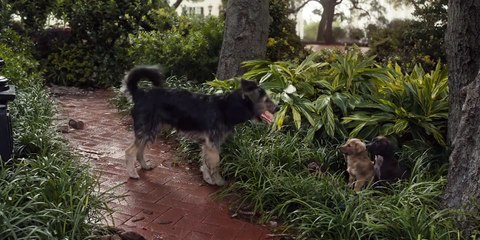 Lady And The Tramp VO (2)