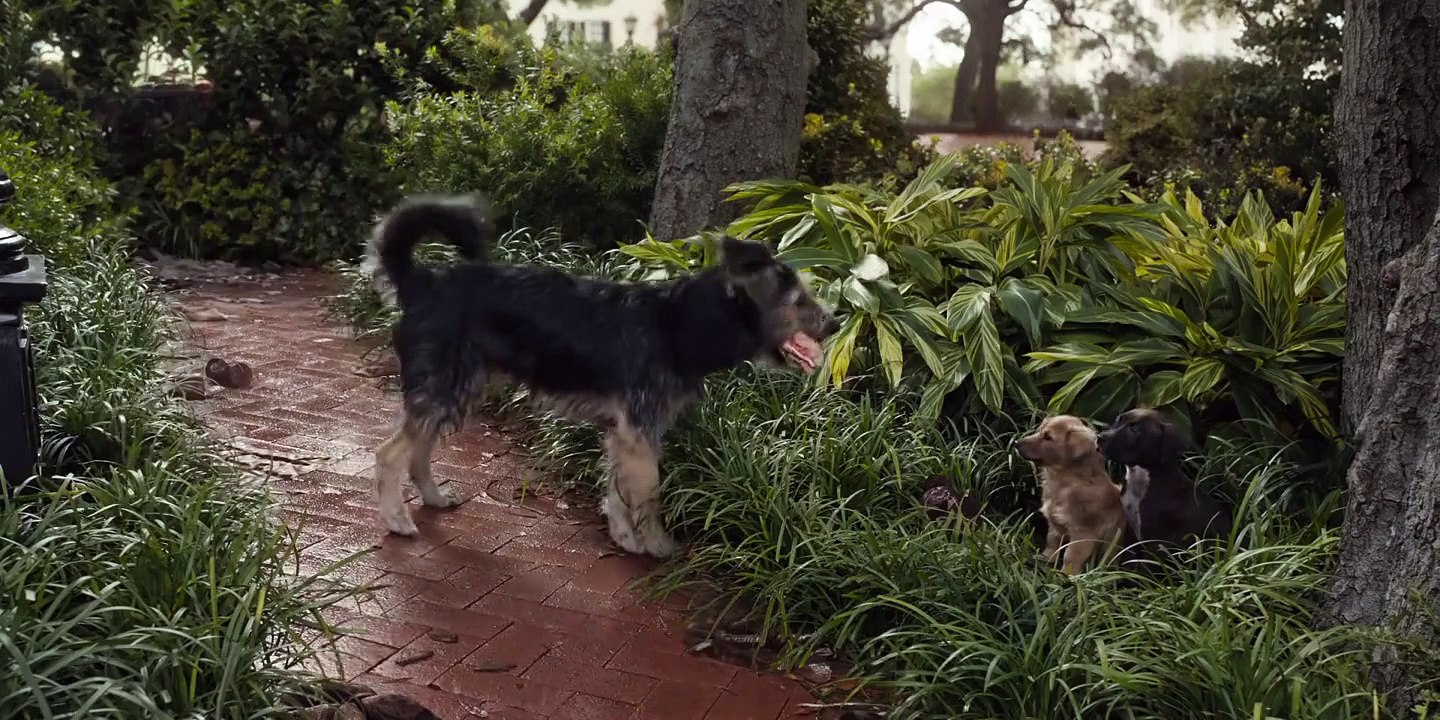 Lady And The Tramp VO (2)