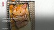Vídeo Receta: Chuletas de Sajonia con albaricoques y puré de patata