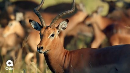 Fierce Queens Tráiler VO