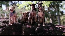 Apenas Cães Trailer Legendado