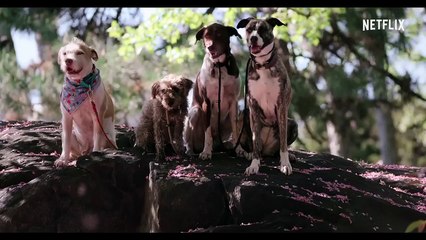Apenas Cães Trailer Legendado