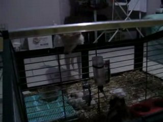 cochon d'inde et chien