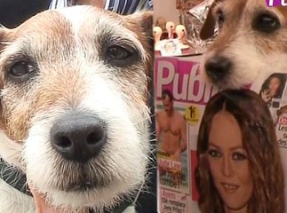 Exclu vidéo : Uggie, le chien de The Artist : sa première interview en français !