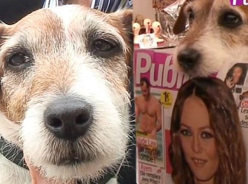 Exclu vidéo : Uggie, le chien de The Artist : sa première interview en français !